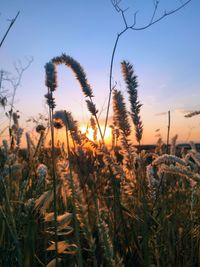Close-up of stalks in field against sky at sunset