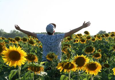 Sunflowers on field against clear sky