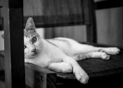 Close-up portrait of cat lying on chair