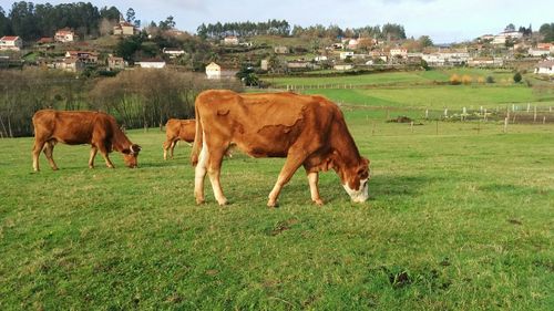 Cows grazing on field