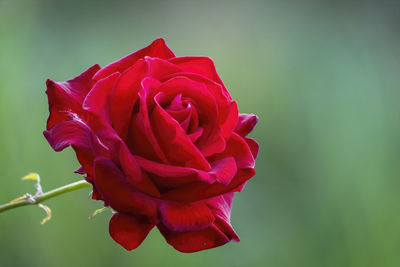 Close-up of red rose