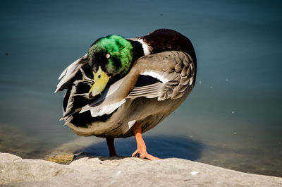 Close-up of bird on rock at lakeshore