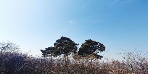 Trees against clear blue sky