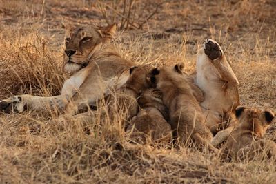 Lioness feeding cubs on grassy field