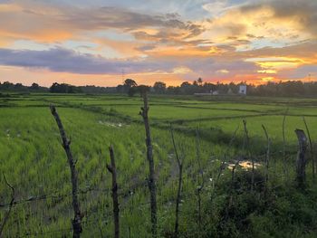 Scenic view of agricultural field against sky during sunset