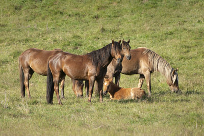 Horses in a field