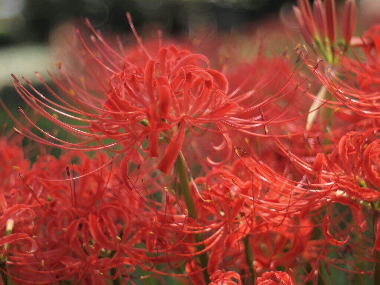 flower, freshness, petal, red, flower head, fragility, growth, beauty in nature, close-up, plant, nature, blooming, focus on foreground, in bloom, pink color, selective focus, pollen, botany, bud, blossom