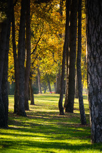 Trees in forest