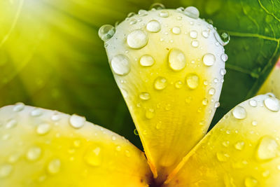 Close-up of wet yellow flower