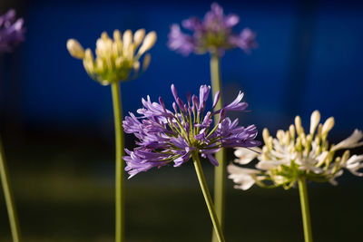 Close-up of purple flowers blooming outdoors