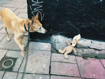 High angle view of dog on footpath