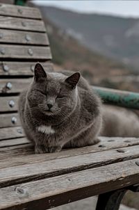 Portrait of cat sitting on bench