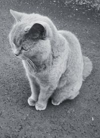 Close-up of cat sitting on street