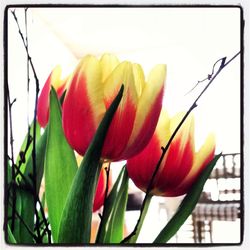Close-up of flowers blooming outdoors