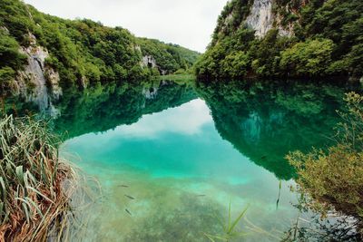 Reflection of trees in lake