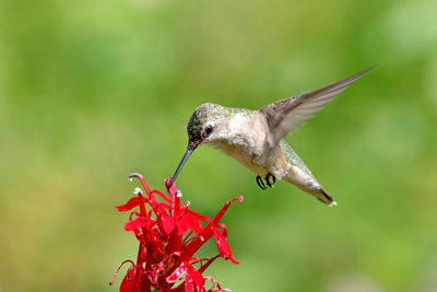 Close-up of bird feeding on red flower