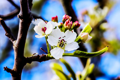 Close-up of cherry blossom