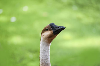 Close-up of bird