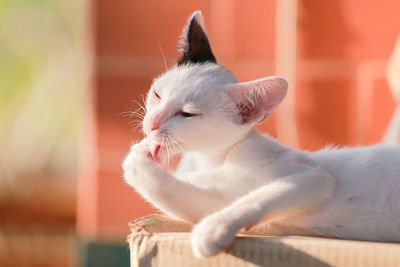 Close-up of a cat