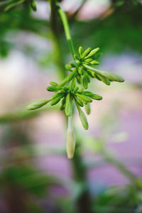 The beauty papaya flowers 