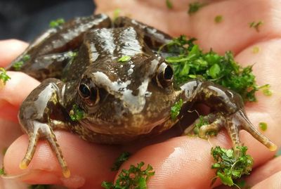 Close-up portrait of hand feeding