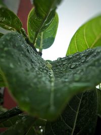 Close-up of green leaf on tree