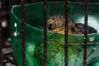 Close-up of bird in zoo