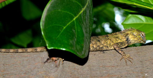 Close-up of grasshopper on leaf