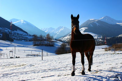 Horse standing on snowcapped mountain against sky