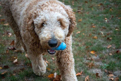 Portrait of dog on field