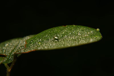 Close-up of wet green leaf against black background