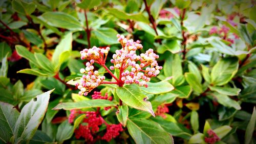 Close-up of flowering plant in park