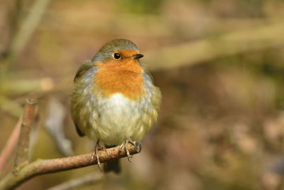 Close-up of bird perching on branch