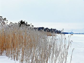 View of snow covered landscape