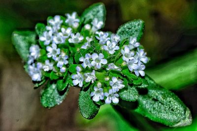 Close-up of flowers