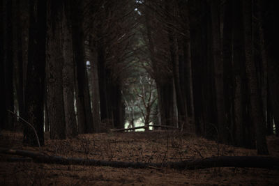 Trees in forest at night