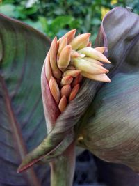 Close-up of rose flower bud