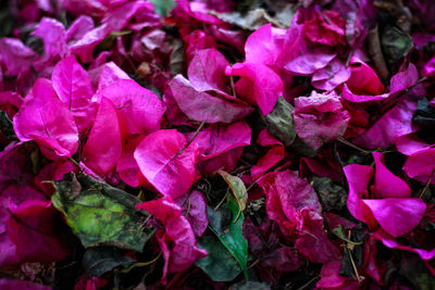 Full frame shot of pink flowering plant leaves