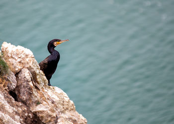 Close-up of bird perching on rock