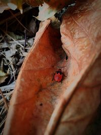High angle view of ladybug on dry leaf