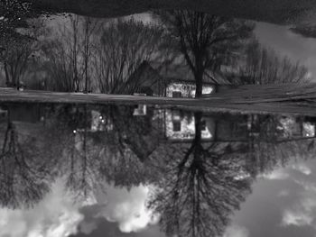 Bare trees by lake