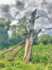 Dead tree on field against sky