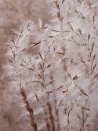 Close-up of white dandelion plant