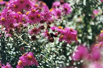 Close-up of insect on pink flowers in garden