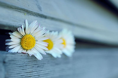 Close-up of daisy on wood