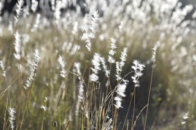 Close-up of plants growing in field