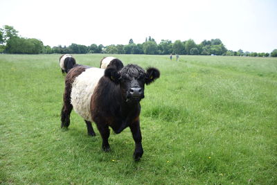 Cows on field looking at camera