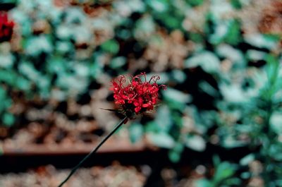 Close-up of red flowering plant