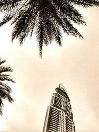 Low angle view of palm trees against sky