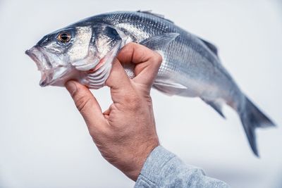 Close-up of hand holding fish against white background
